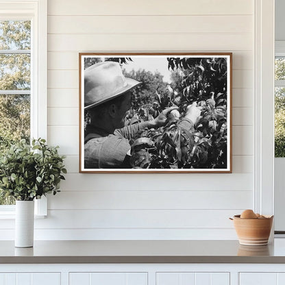 Peach Picking in Delta County Colorado 1940