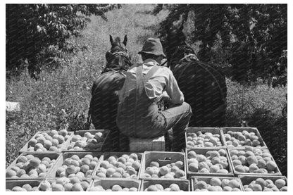 Laborers Carrying Peach Crates Delta County Colorado 1940