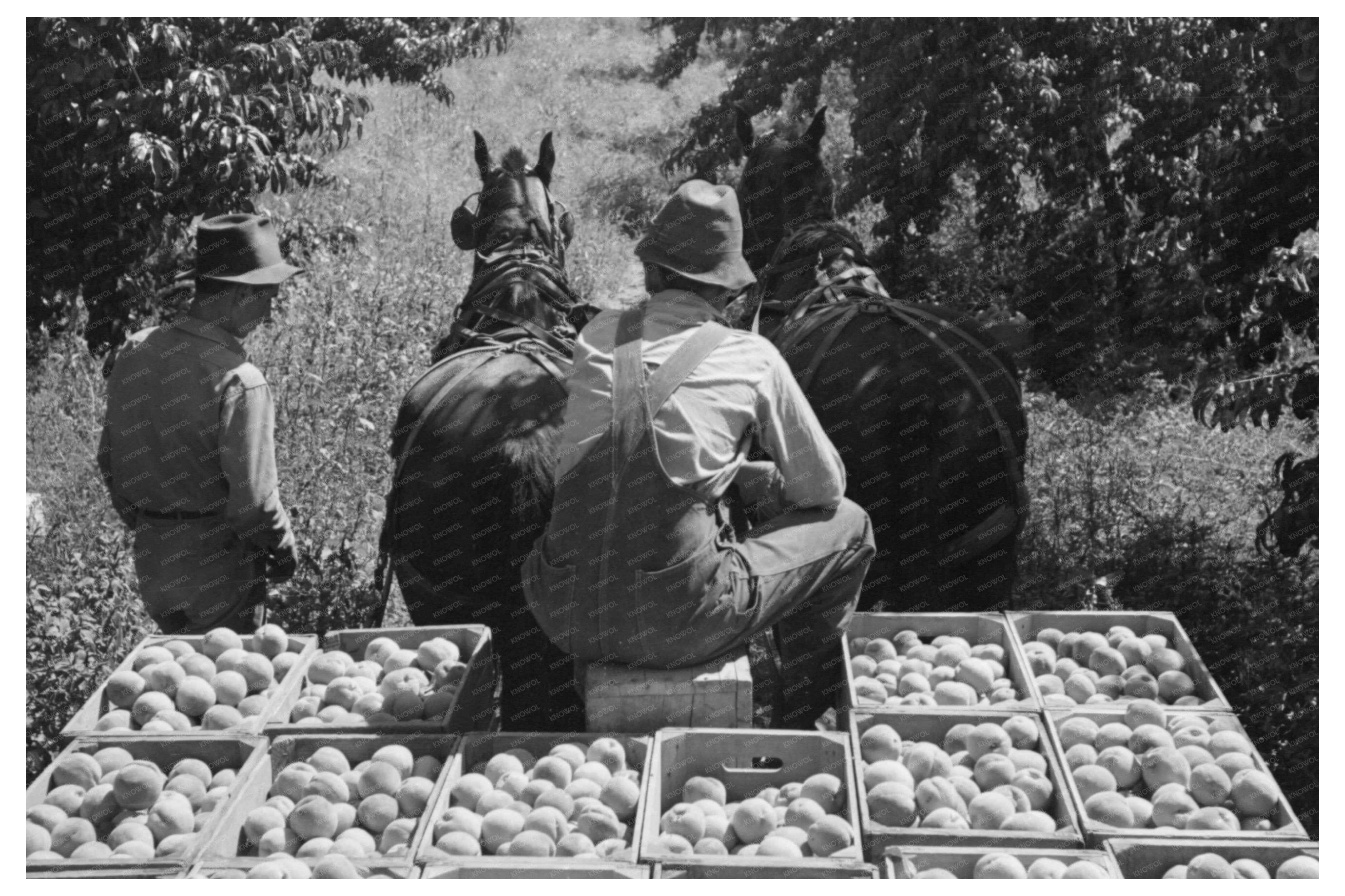 Vintage Peach Harvesting Delta County Colorado 1940