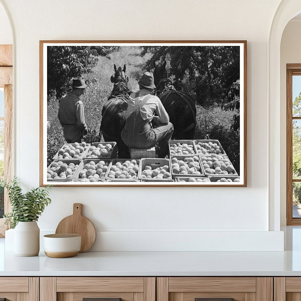 Vintage Peach Harvesting Delta County Colorado 1940