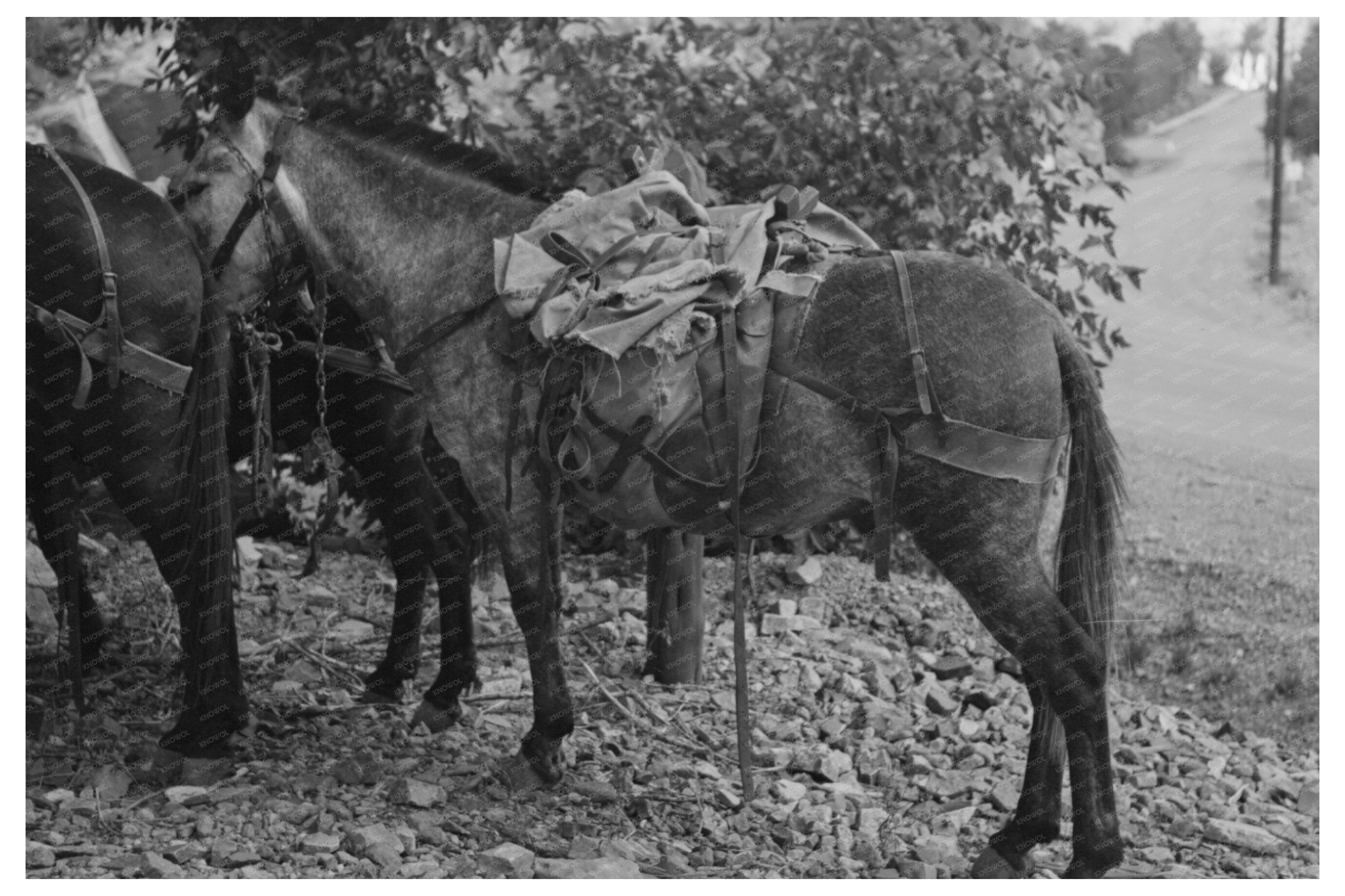 Mule with Camp Supplies Ouray Colorado September 1940
