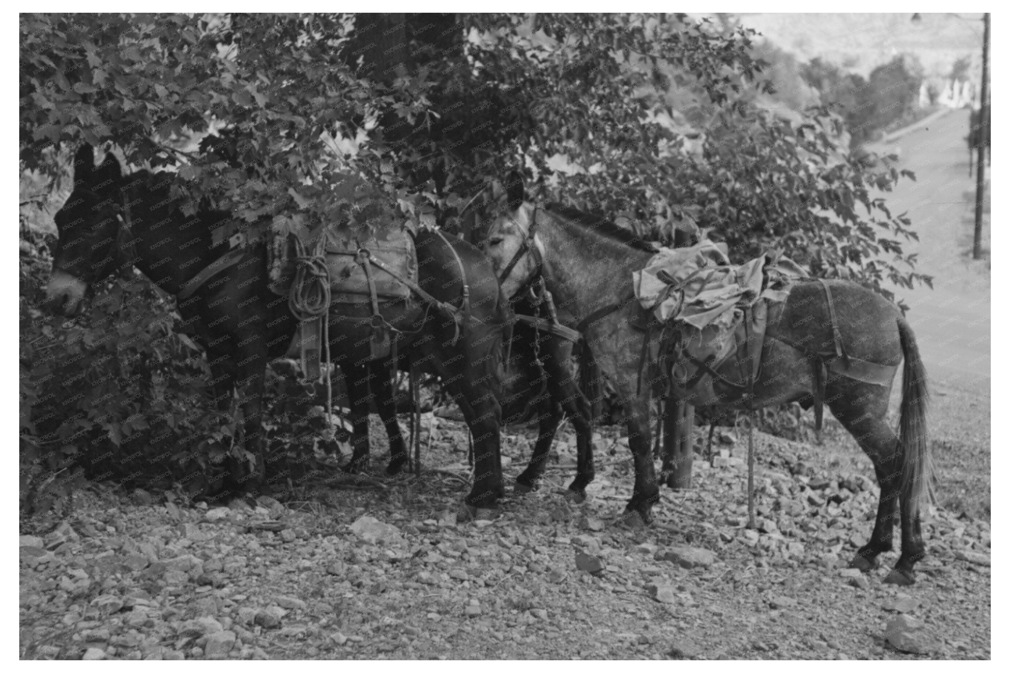 Mule with Camp Supplies Ouray Colorado 1940