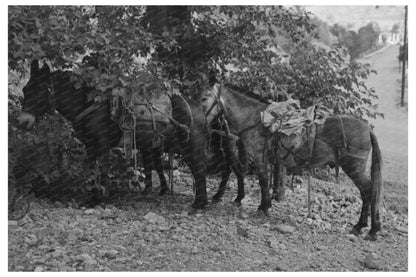 Mule with Camp Supplies Ouray Colorado 1940