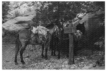 Mule with Camp Supplies in Ouray Colorado 1940
