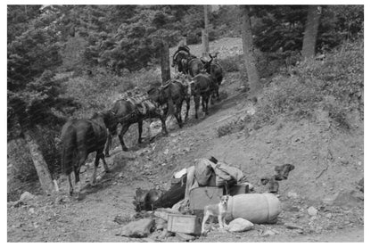 Sheepherder Guides Horses in Ouray County Colorado 1940