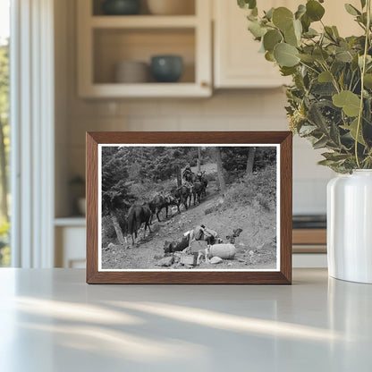 Sheepherder Guides Horses in Ouray County Colorado 1940