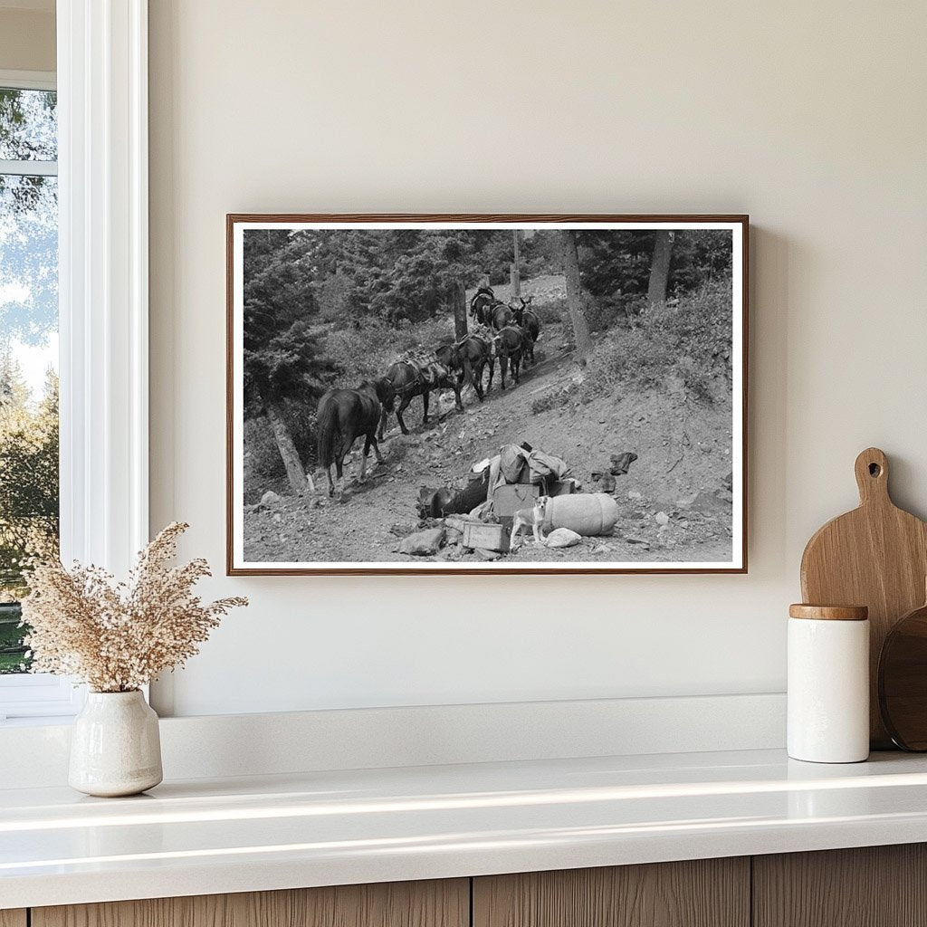 Sheepherder Guides Horses in Ouray County Colorado 1940