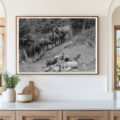 Sheepherder Guides Horses in Ouray County Colorado 1940