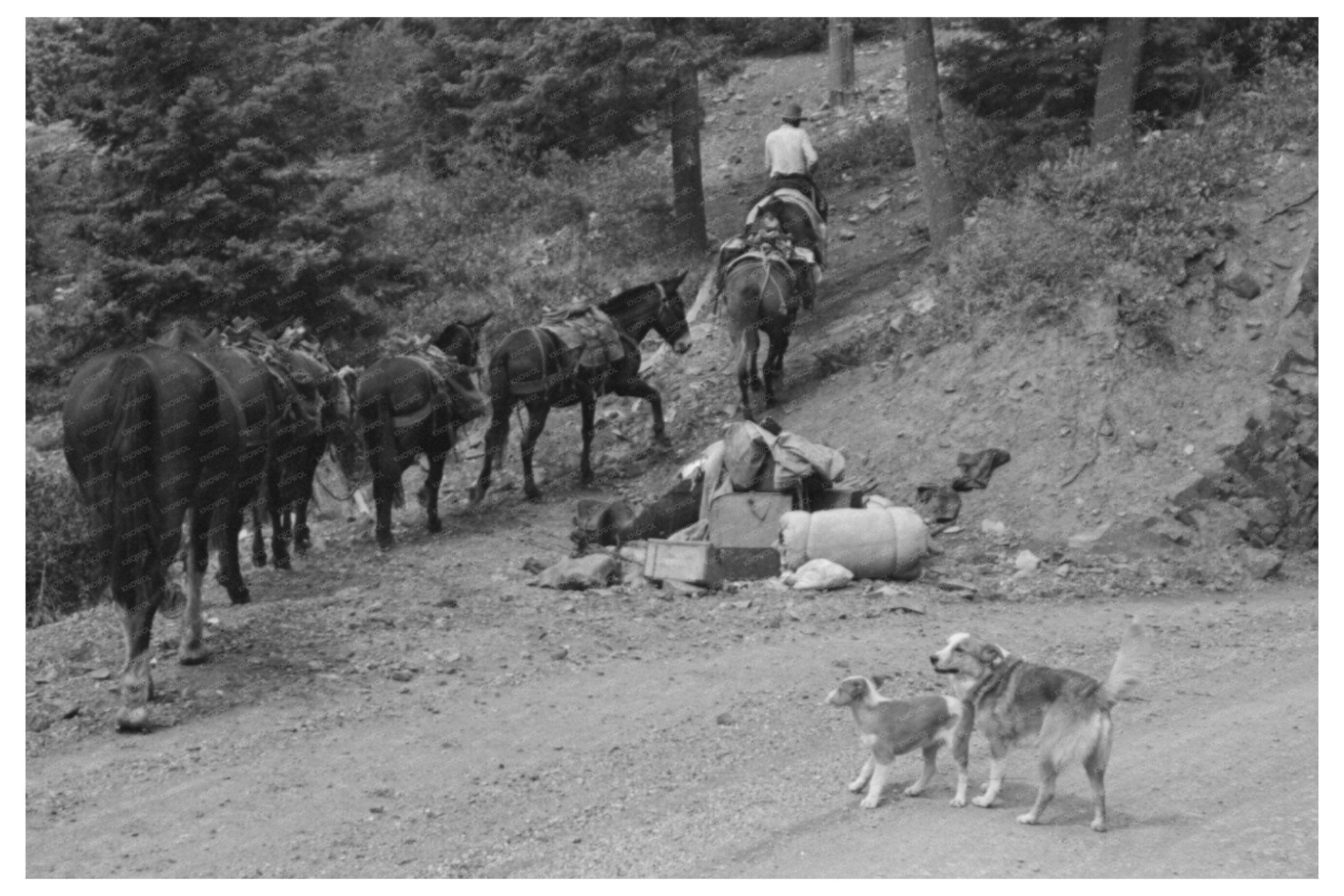 Sheepherder Moving Horses in Ouray County Colorado 1940