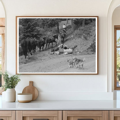 Sheepherder Moving Horses in Ouray County Colorado 1940