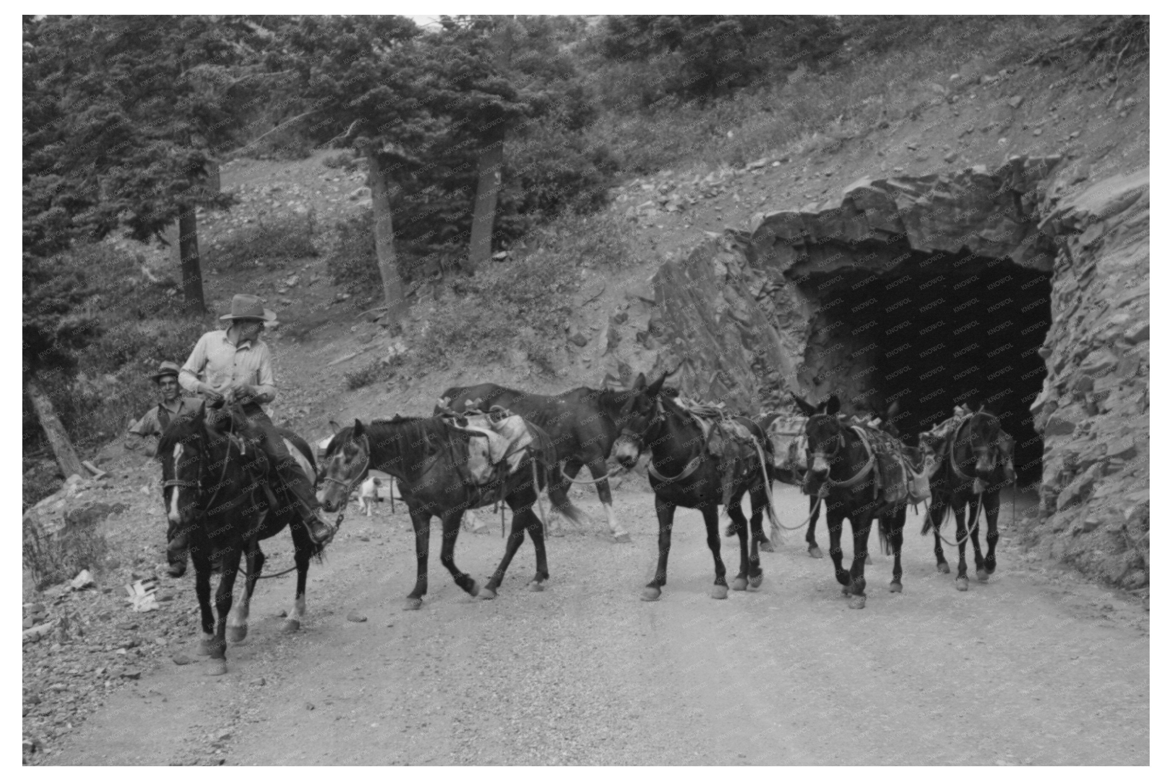 Sheepherders Transitioning Camp Ouray County Colorado 1940