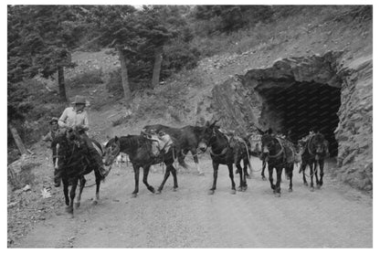 Sheepherders Transitioning Camp Ouray County Colorado 1940