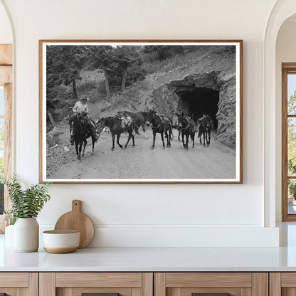 Sheepherders Transitioning Camp Ouray County Colorado 1940