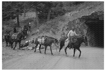 Sheepherders Moving Camp in Ouray County Colorado 1940
