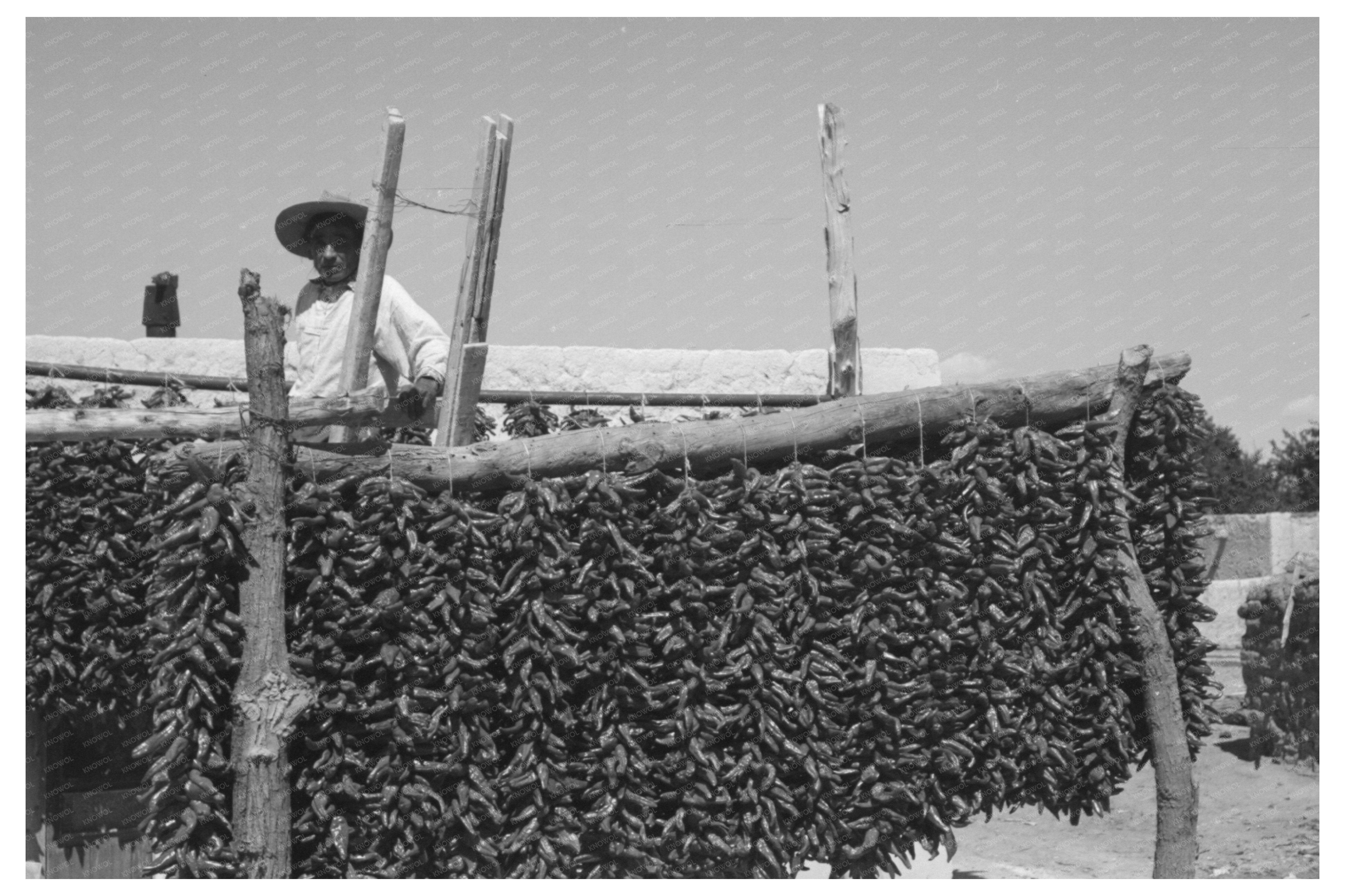 Chili Peppers Drying in Isleta New Mexico 1940