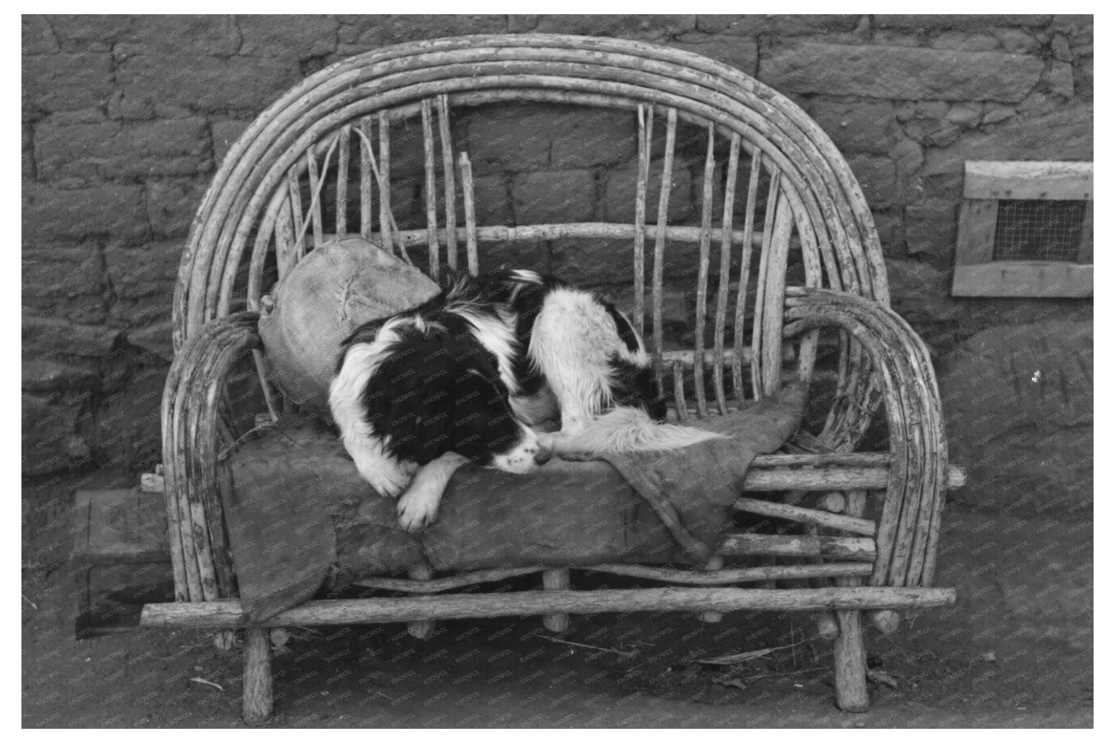 Dog on Settee at Farmhouse Concho Arizona 1940