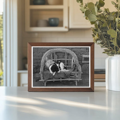 Dog on Settee at Farmhouse Concho Arizona 1940