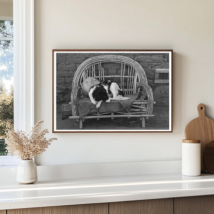 Dog on Settee at Farmhouse Concho Arizona 1940