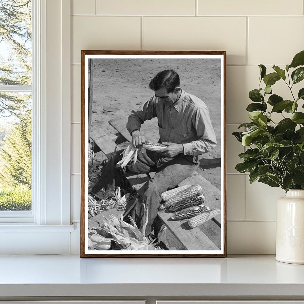 Spanish Farmer Huskings Corn Concho Arizona 1940