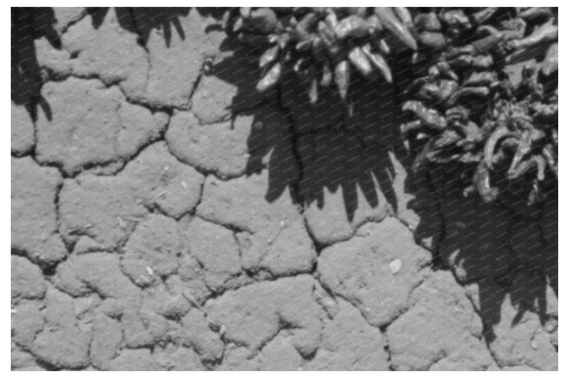 Chili Peppers Drying on Adobe House in Concho Arizona 1940