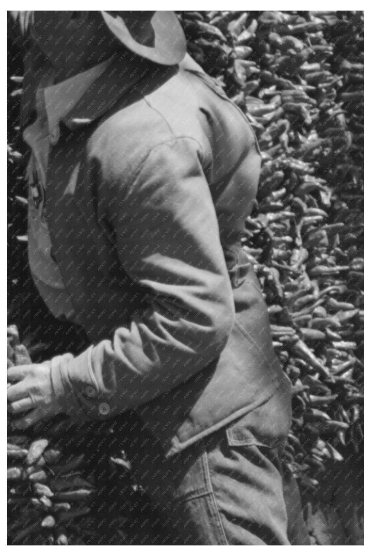 Chiles Drying on Adobe House in Concho Arizona 1940