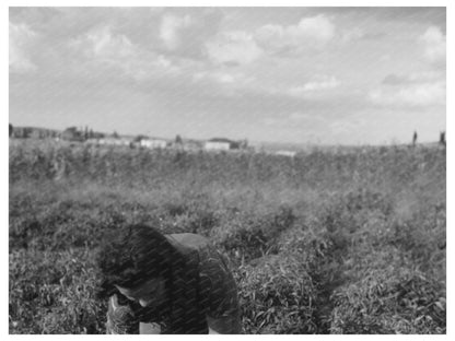 Chili Pepper Picking in Concho Arizona 1940