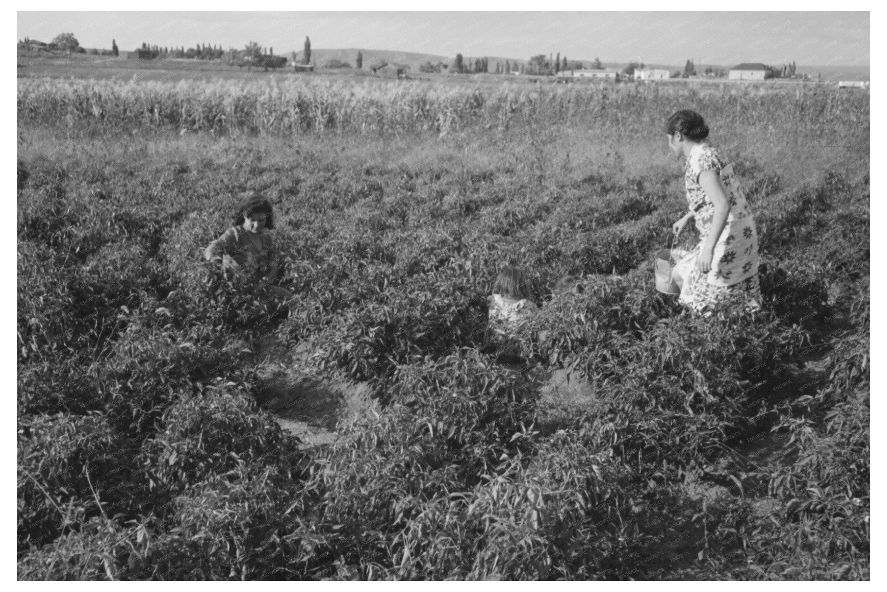 Spanish Farmers Wife and Daughter Picking Chili Peppers 1940