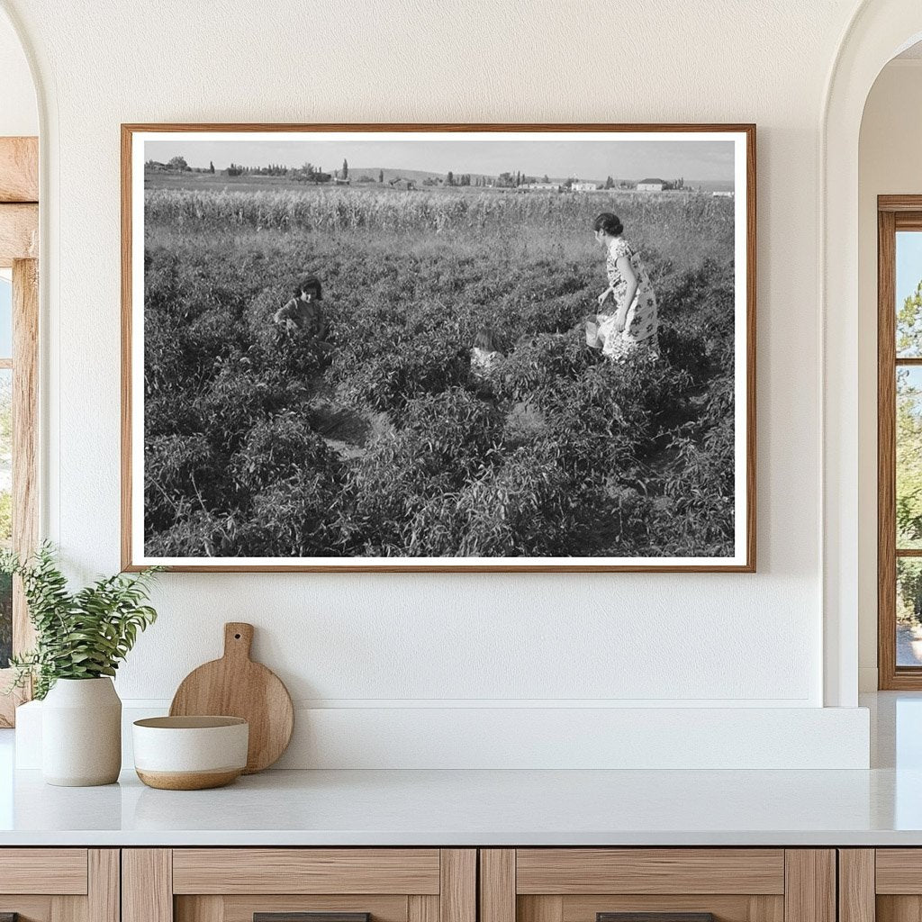 Spanish Farmers Wife and Daughter Picking Chili Peppers 1940