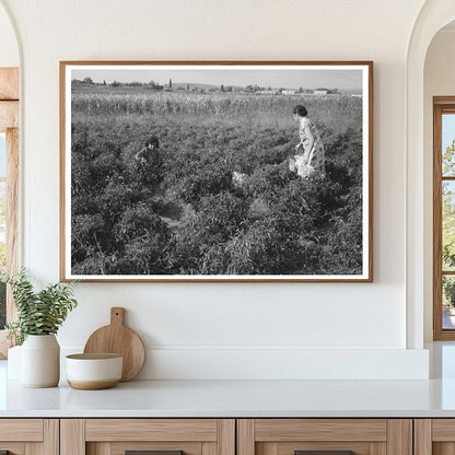 Spanish Farmers Wife and Daughter Picking Chili Peppers 1940