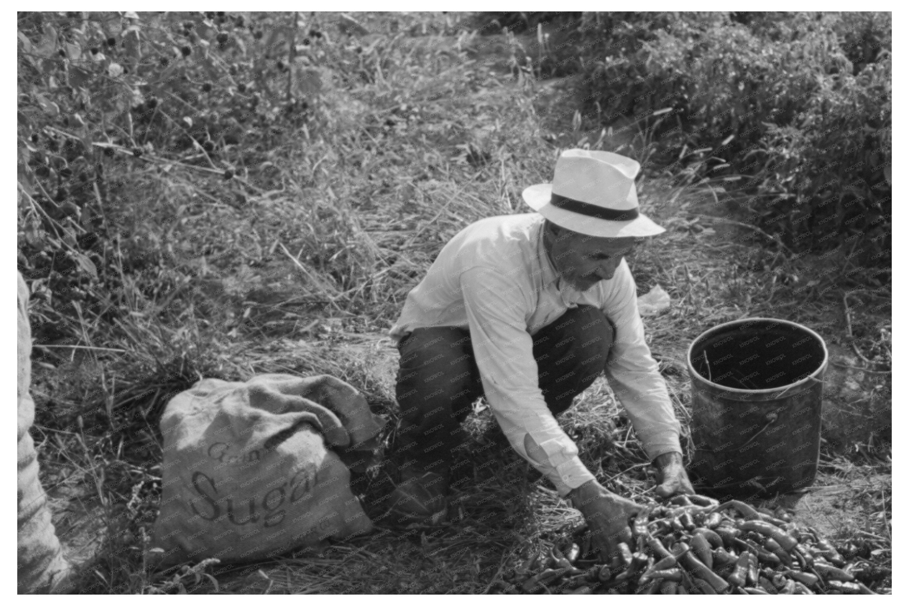 Workers Sorting Chili Peppers in Concho Arizona 1940