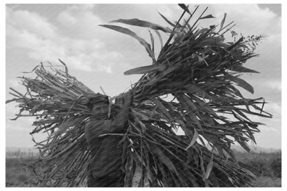 Mormon Farmer Processing Cane in Ivins Utah September 1940