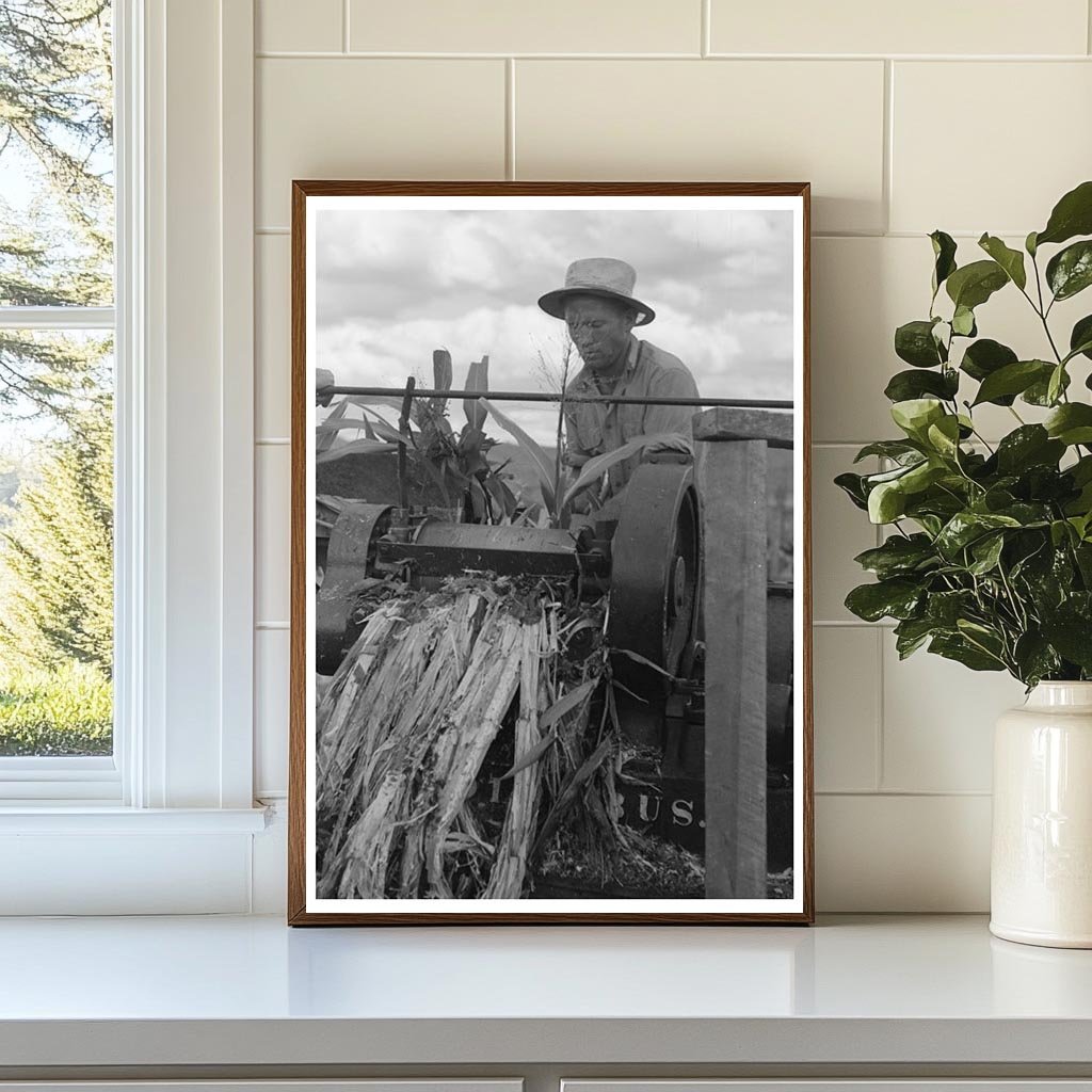 Mormon Farmer Juicing Cane in Utah September 1940