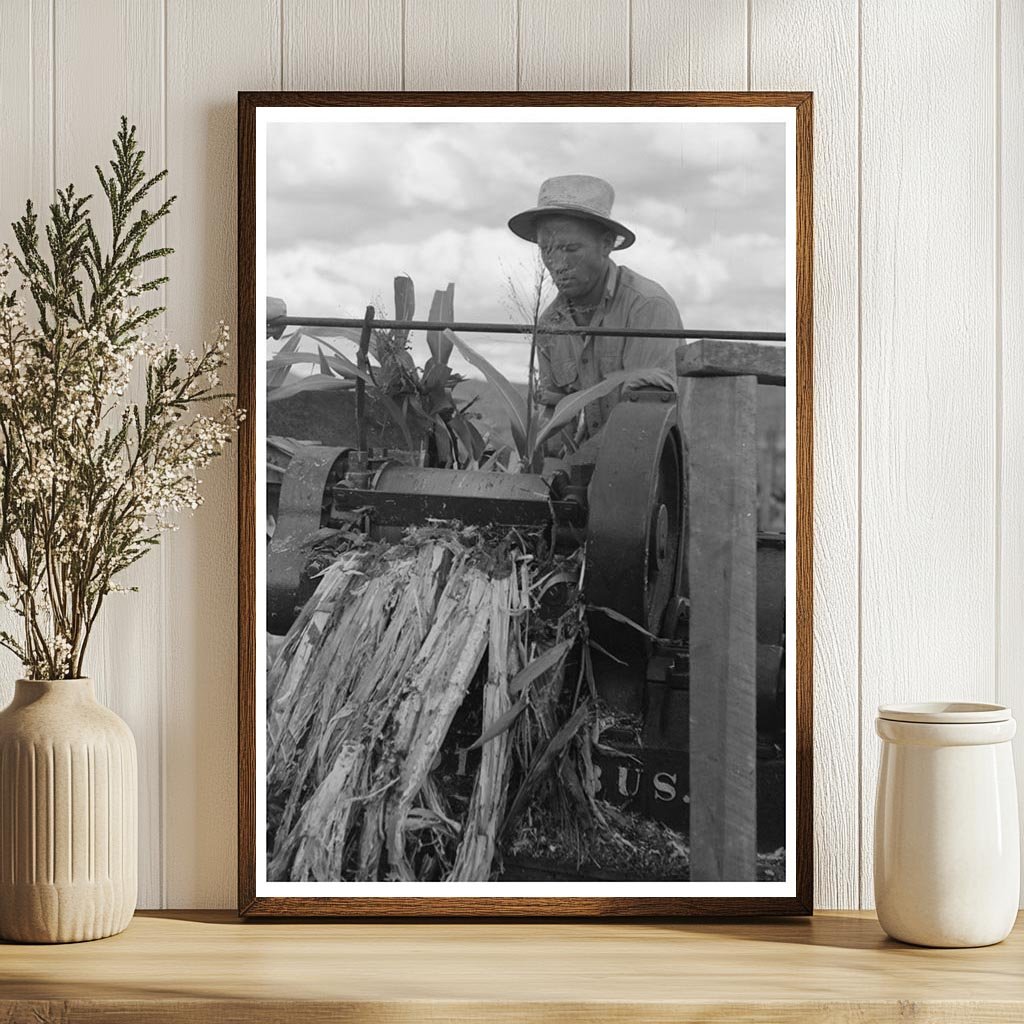 Mormon Farmer Juicing Cane in Utah September 1940