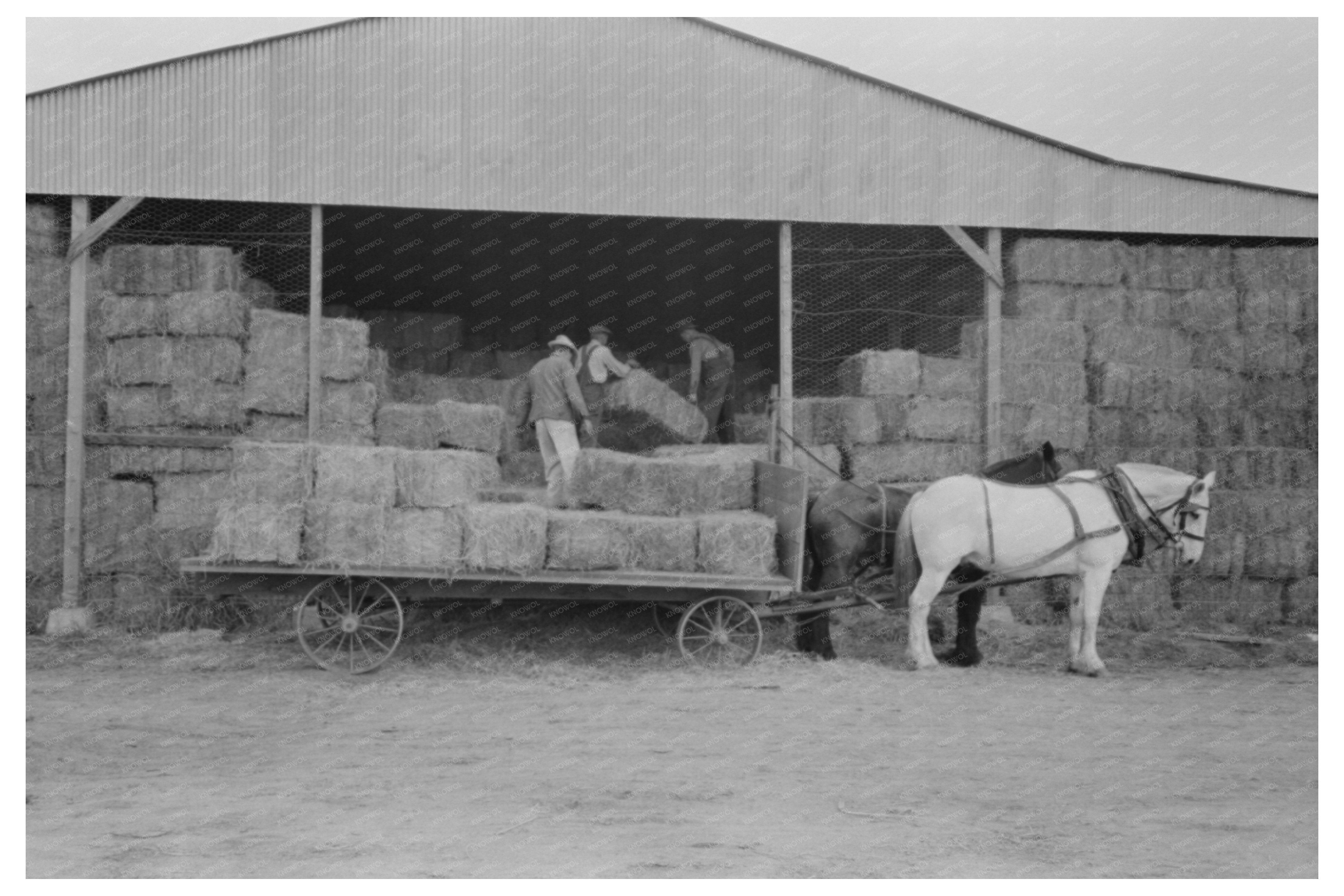 Mineral King Cooperative Farm Unloading Hay Visalia 1940