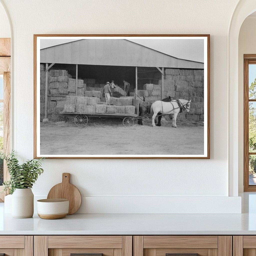 Mineral King Cooperative Farm Unloading Hay Visalia 1940