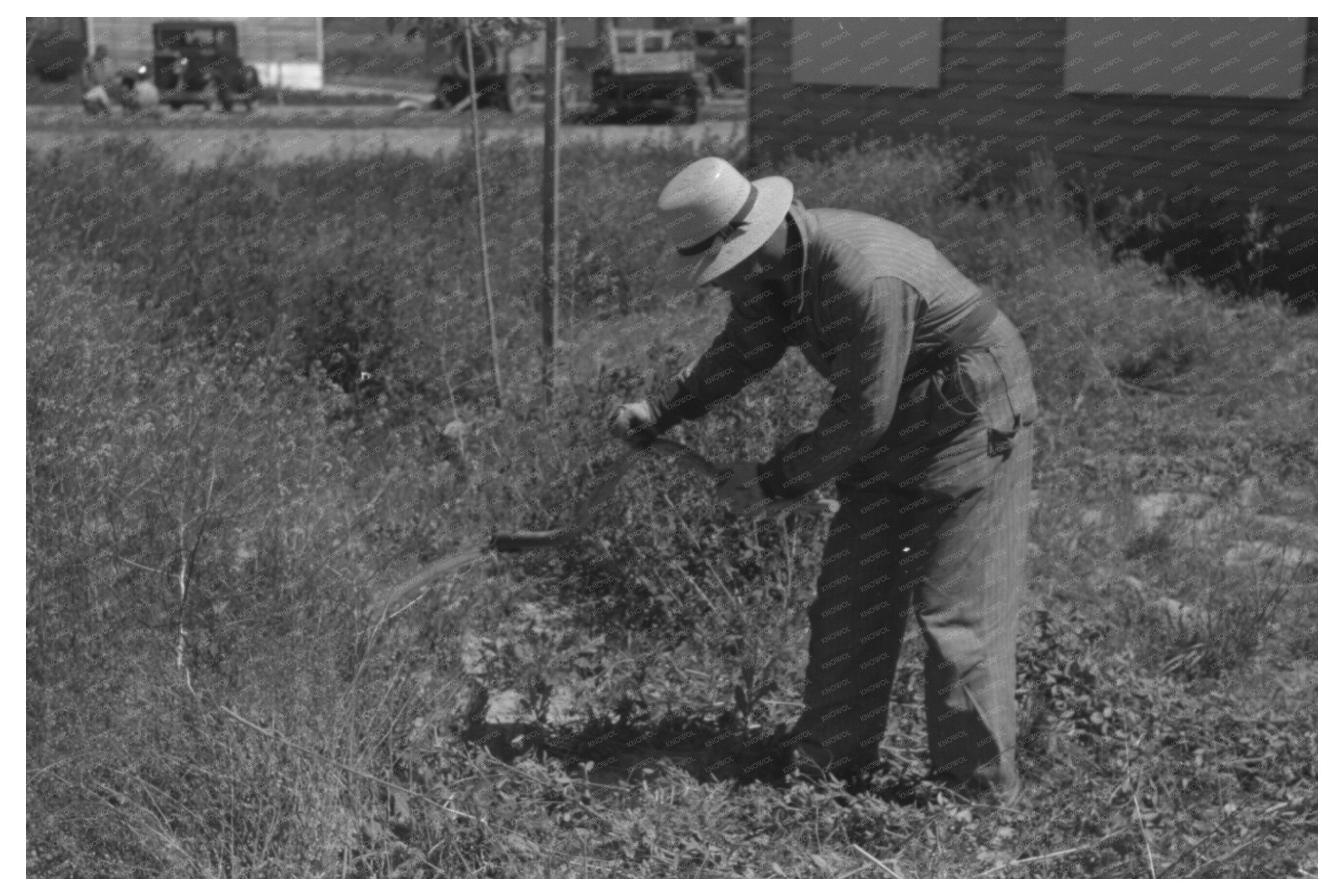 Farmer Cutting Weeds at Idaho Labor Camp June 1941