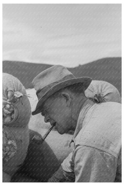 Sheep Shearing in Malheur County Oregon June 1941