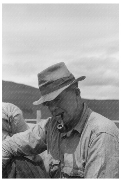 Sheep Shearers in Malheur County Oregon June 1941