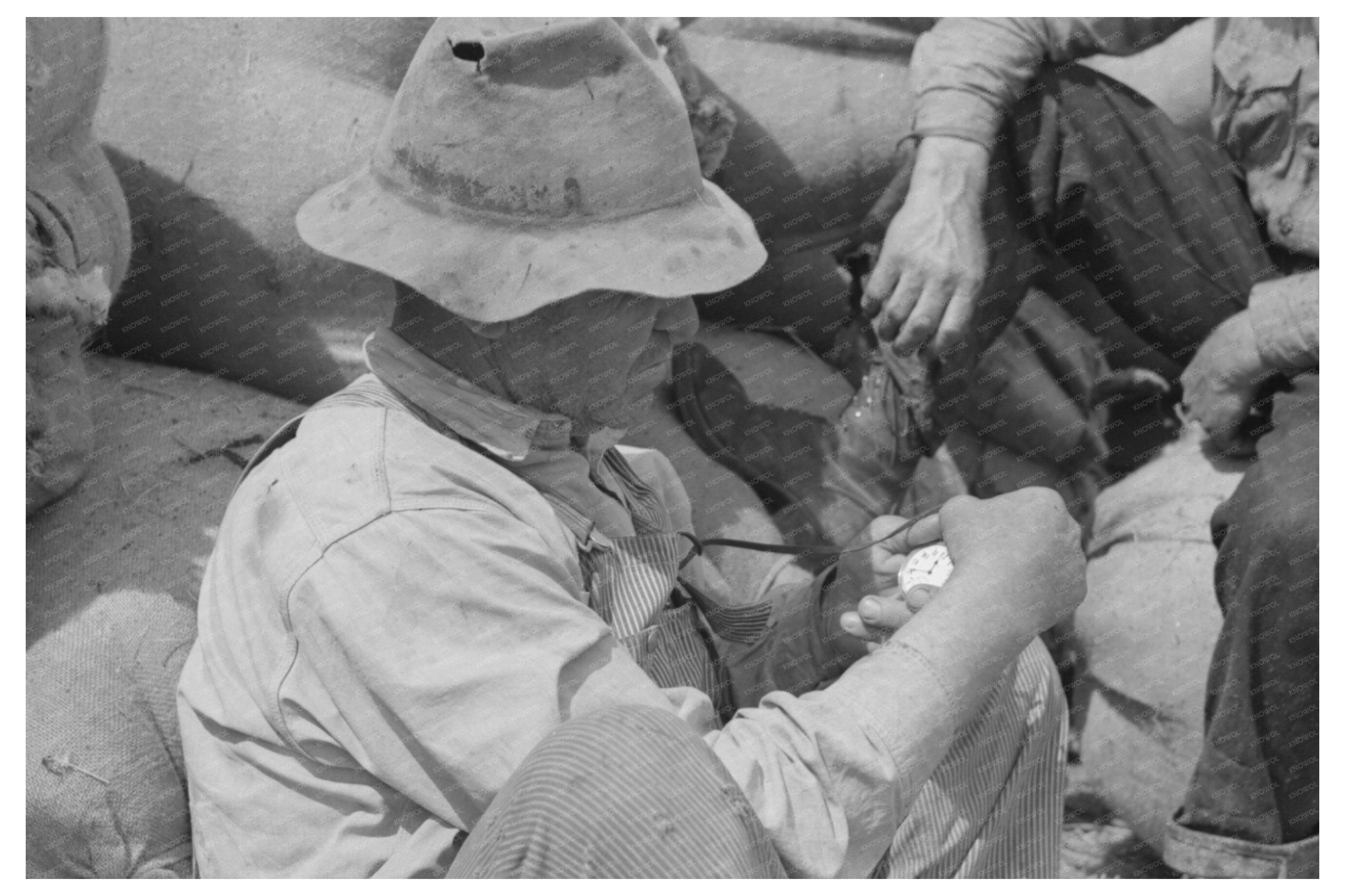 Sheep Shearers at Work in Malheur County Oregon 1941