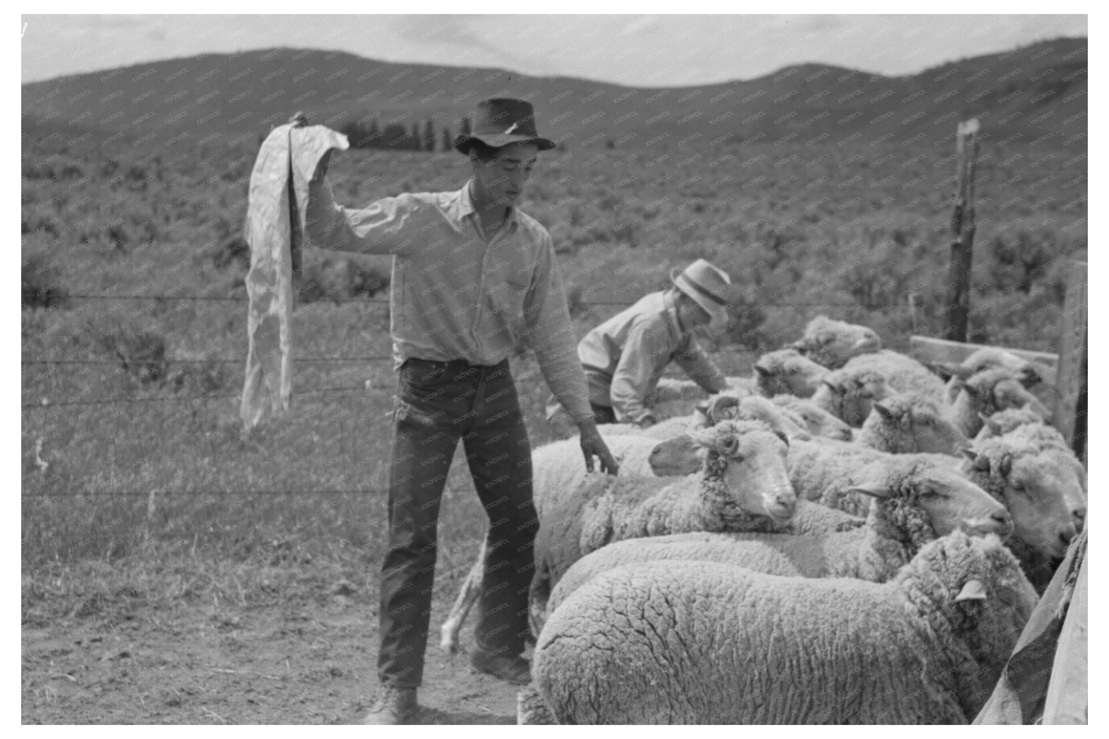 Sheep Shearing Scene in Malheur County Oregon 1941