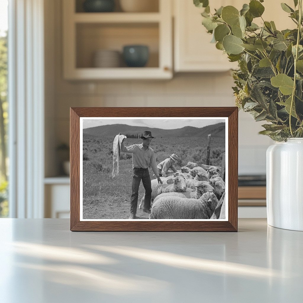 Sheep Shearing Scene in Malheur County Oregon 1941