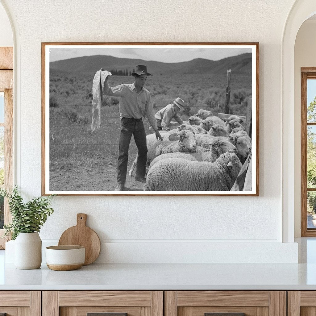 Sheep Shearing Scene in Malheur County Oregon 1941