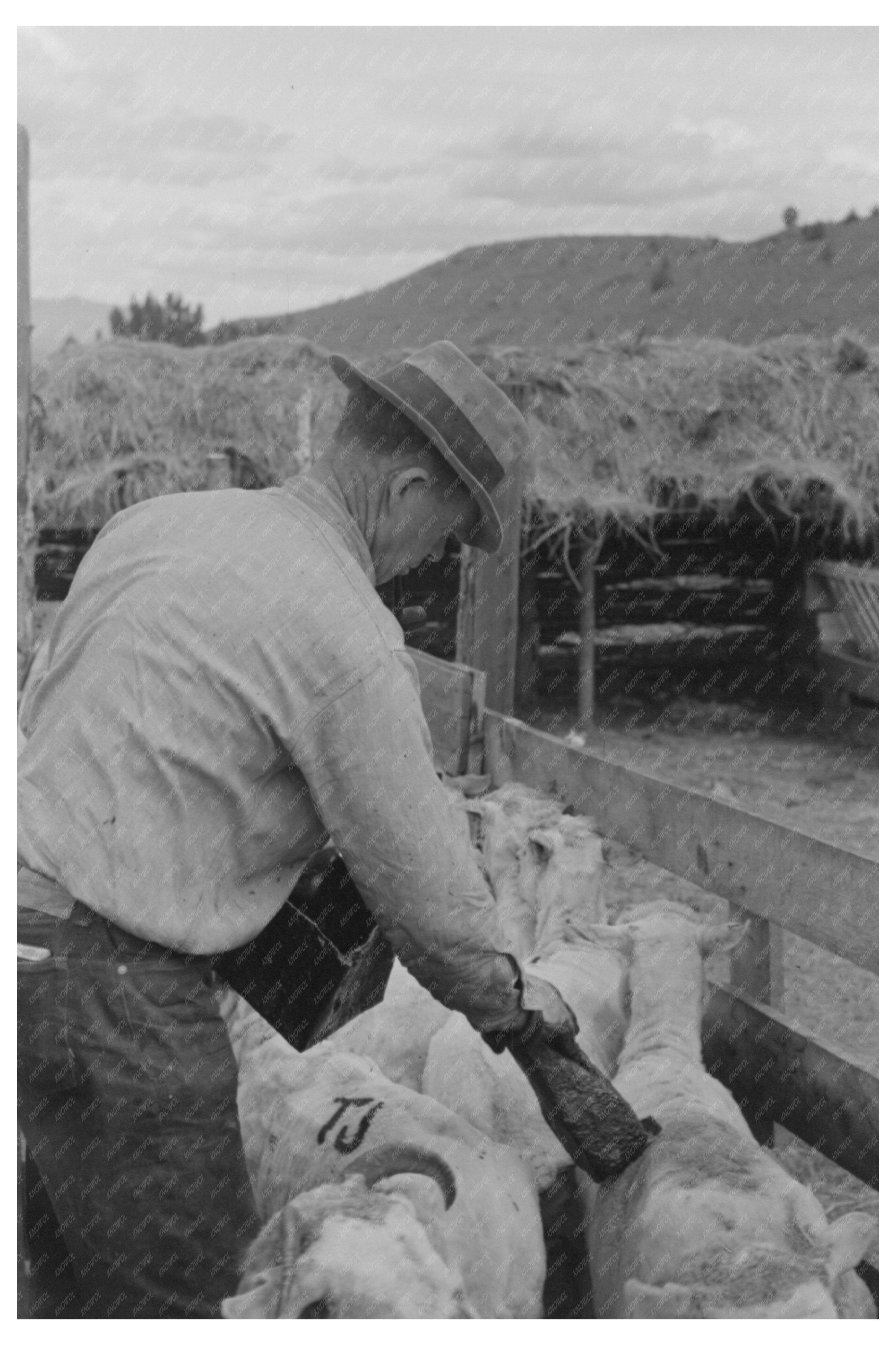 Sheep Marking in Malheur County Oregon June 1941