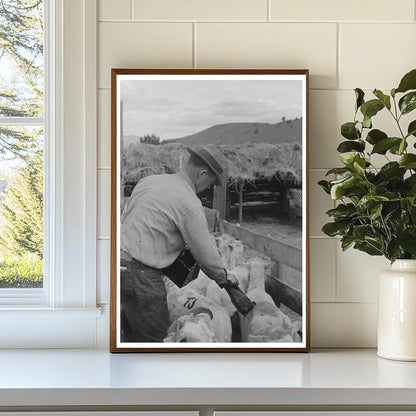 Sheep Marking in Malheur County Oregon June 1941