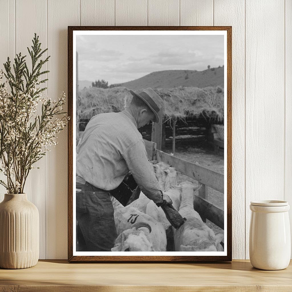 Sheep Marking in Malheur County Oregon June 1941