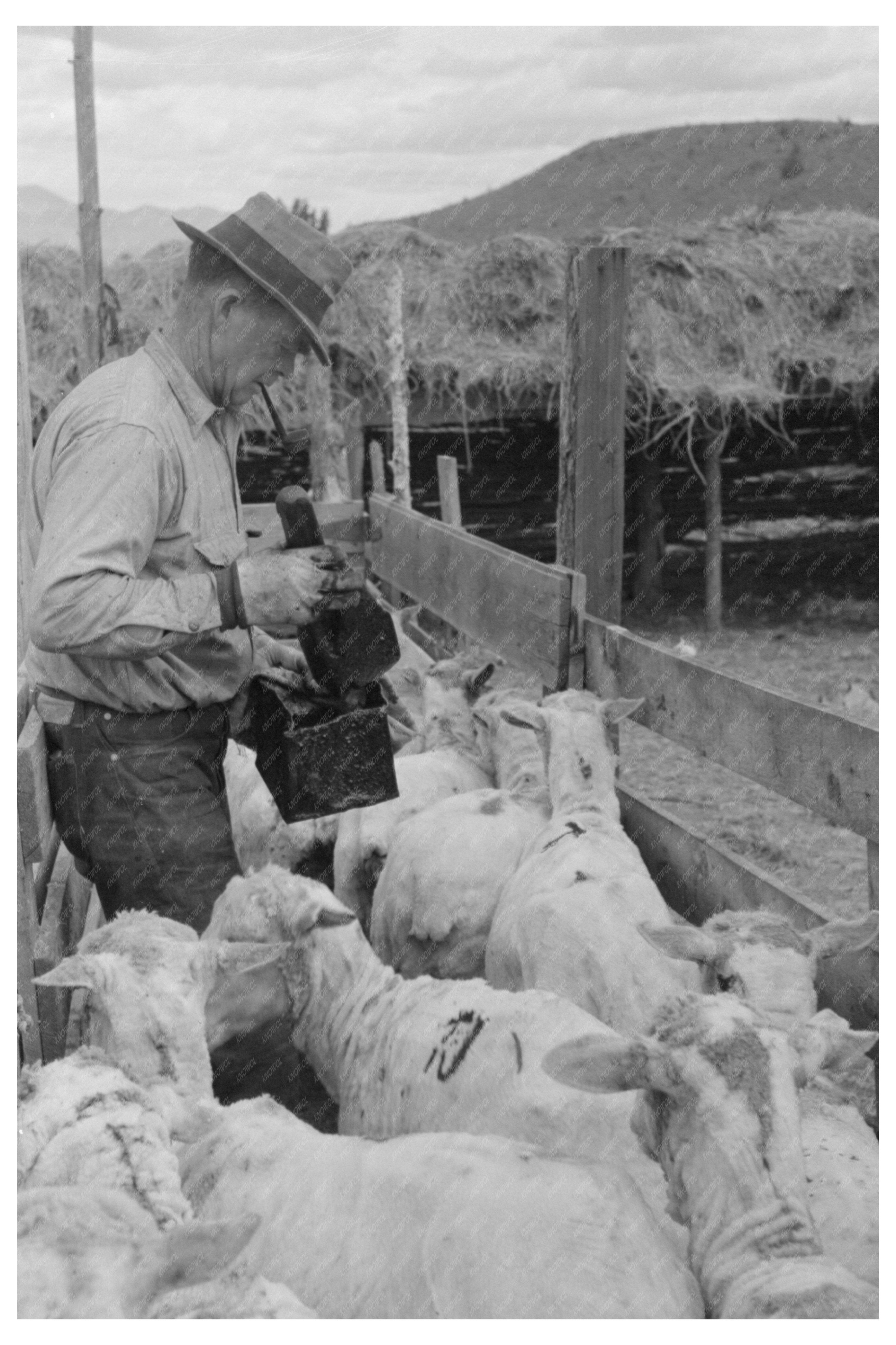 Sheep Marking Process in Malheur County 1941