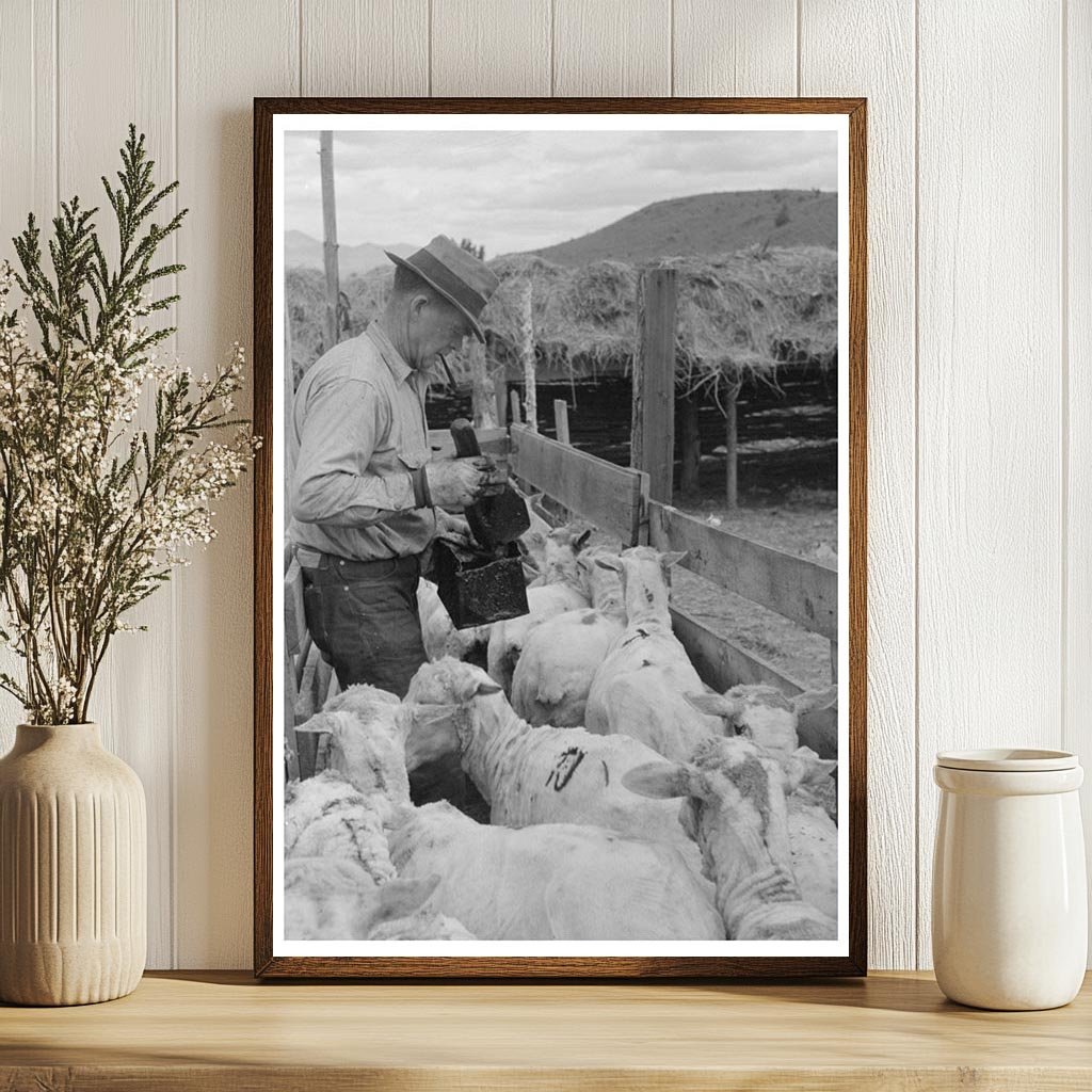 Sheep Marking Process in Malheur County 1941