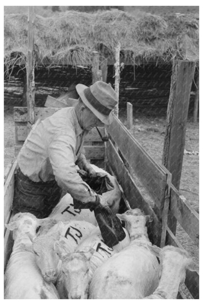 Sheep Farming in Malheur County Oregon June 1941