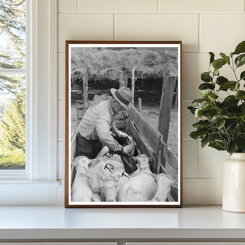 Sheep Farming in Malheur County Oregon June 1941