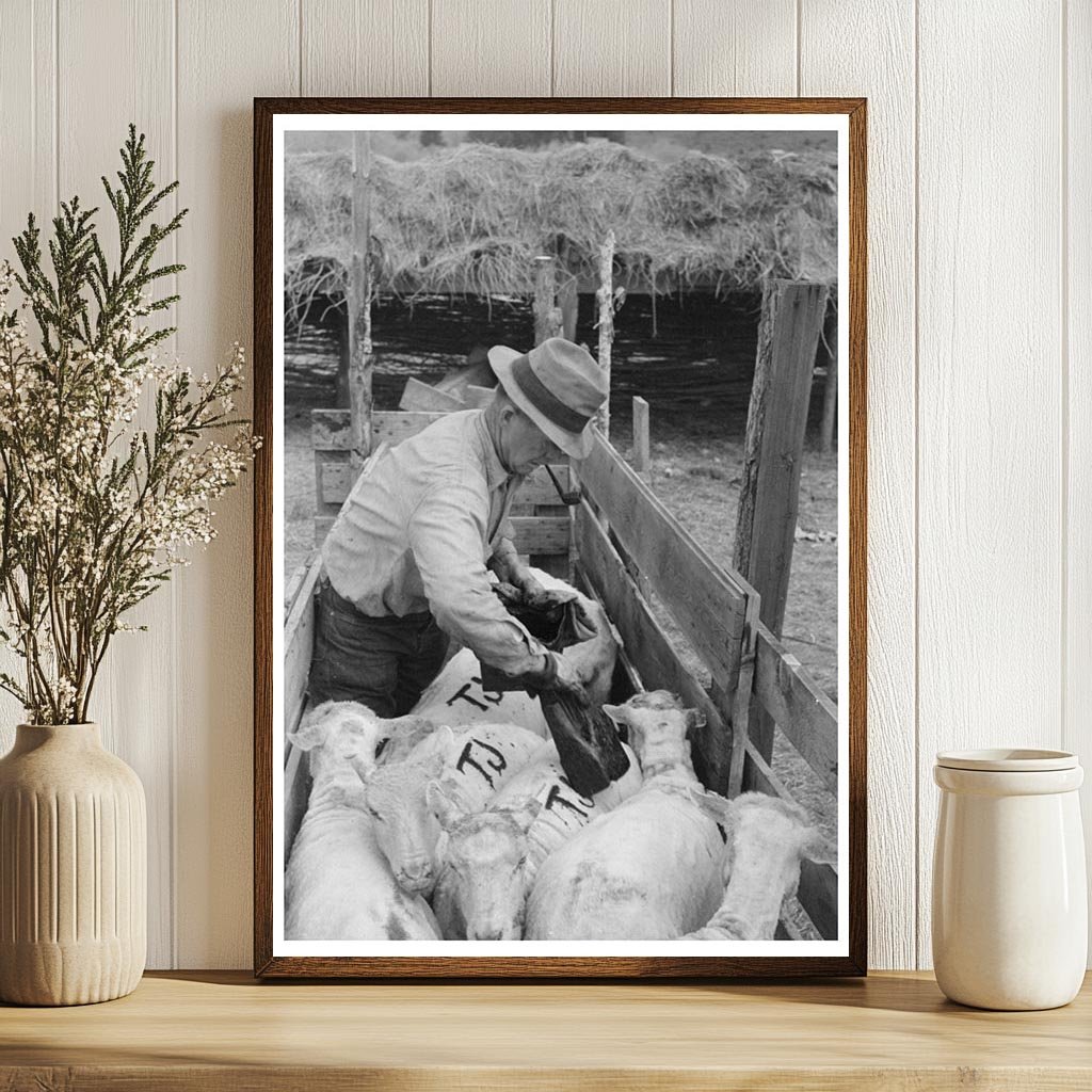 Sheep Farming in Malheur County Oregon June 1941